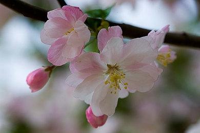 粉丝自制“光环”战役项目《光环：重生》预览